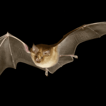 Daily Dive # 106 | Bats Leap Frogging Their Way Home: Part Two – The Maths